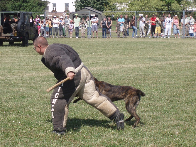 Démonstration cynophile